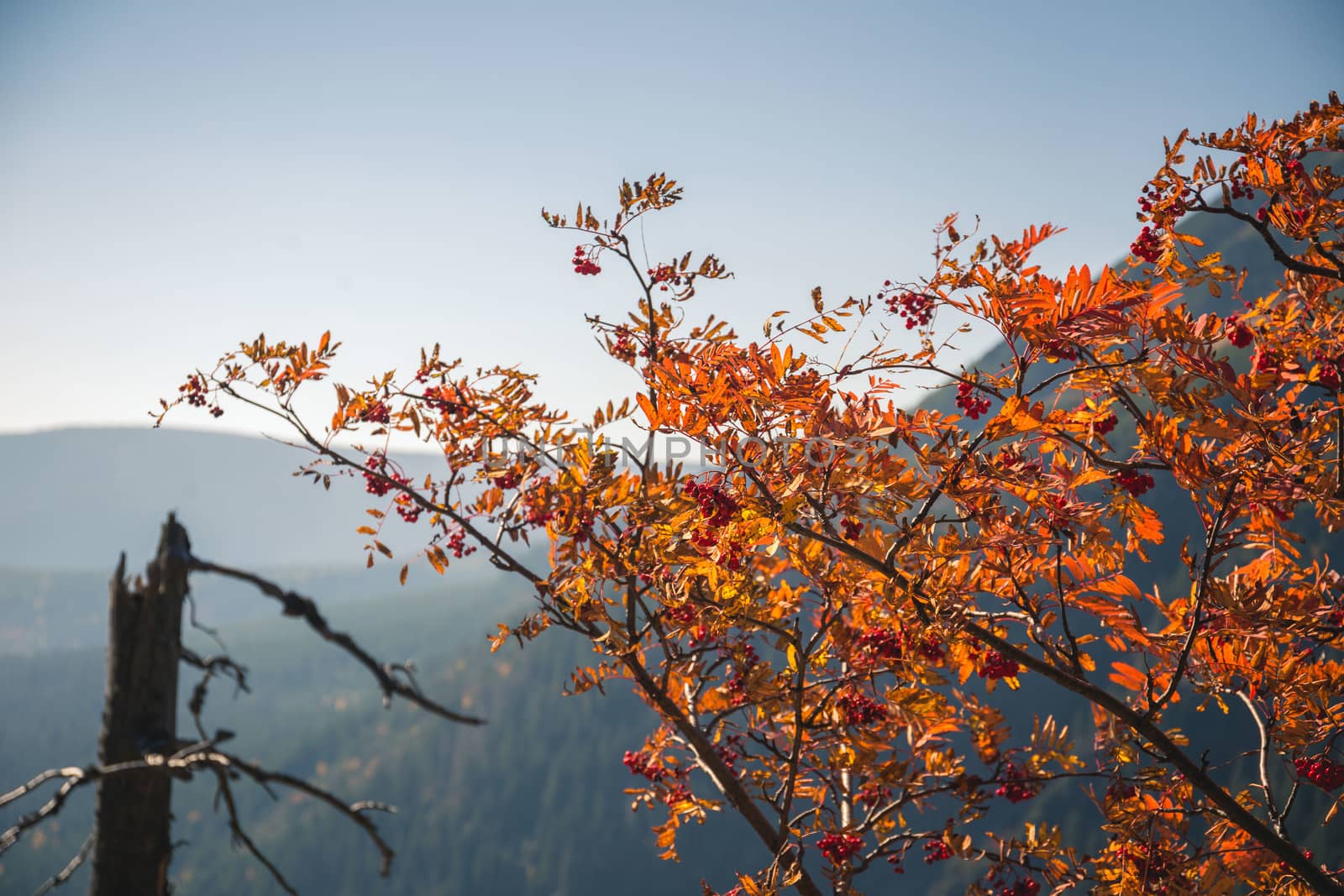 Bright orange leaves in fall against clear blue sky in the mountains.