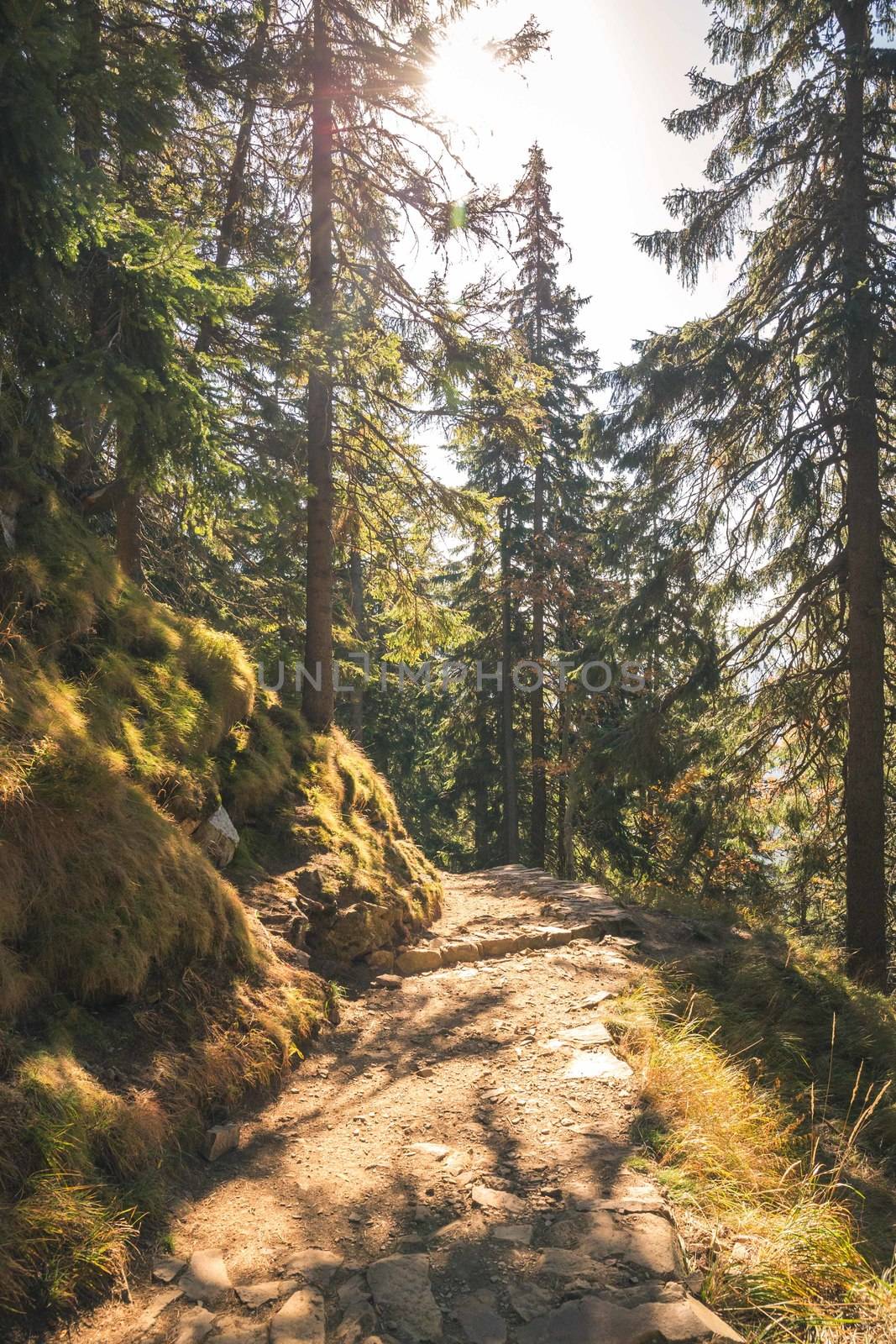 Forrest mountain path in the middle of the day.