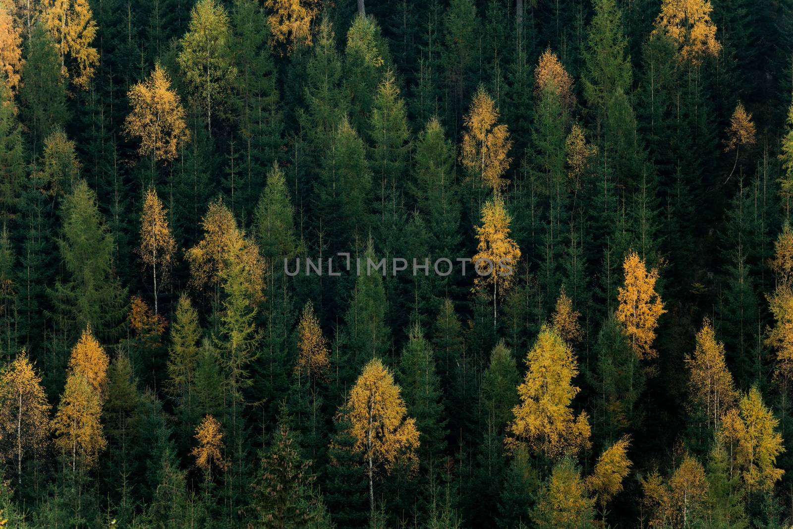 Autumn forest scene. Green and yellow trees contrasting. Side of a hill.