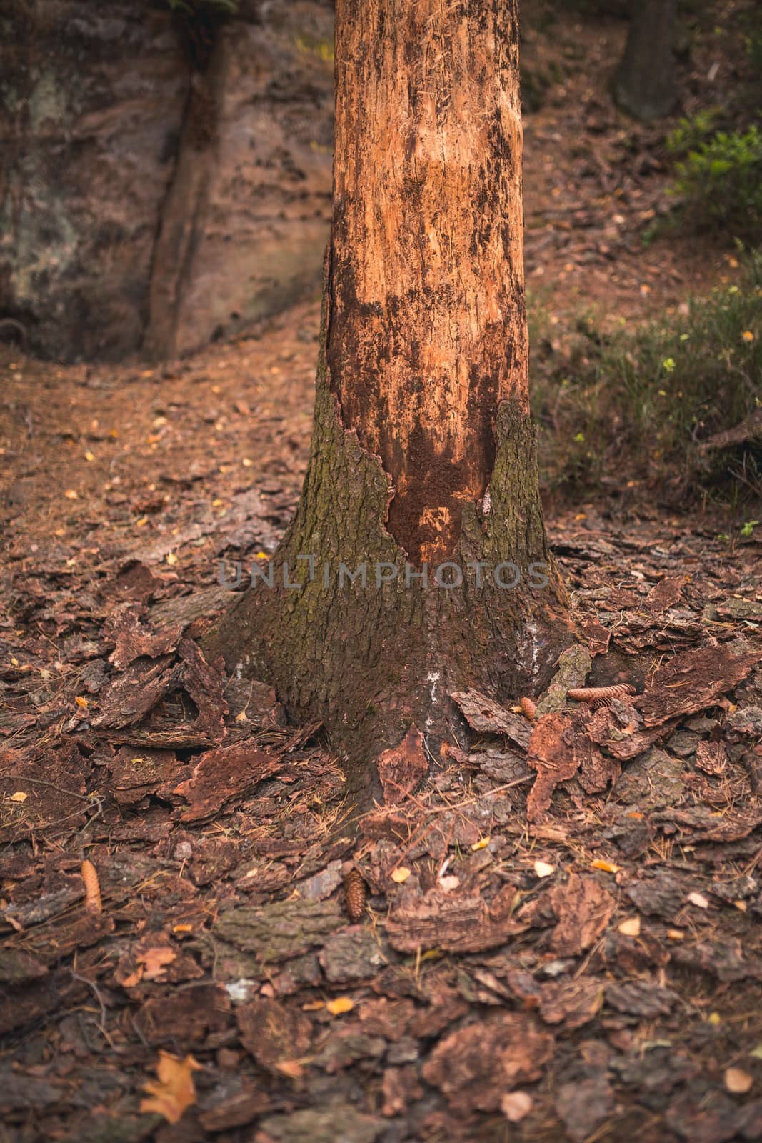 A tree infected with a bark beetle.