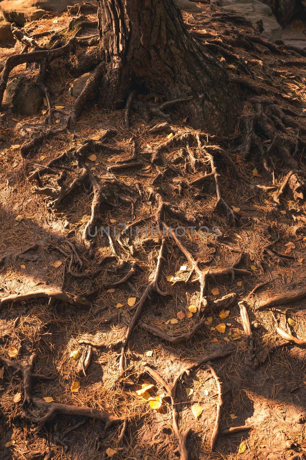 Tree roots on the ground in a sunny forrest.