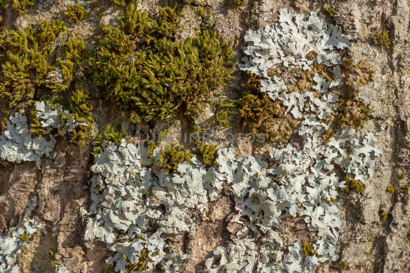 Nice tree bark with moss and lichen texture