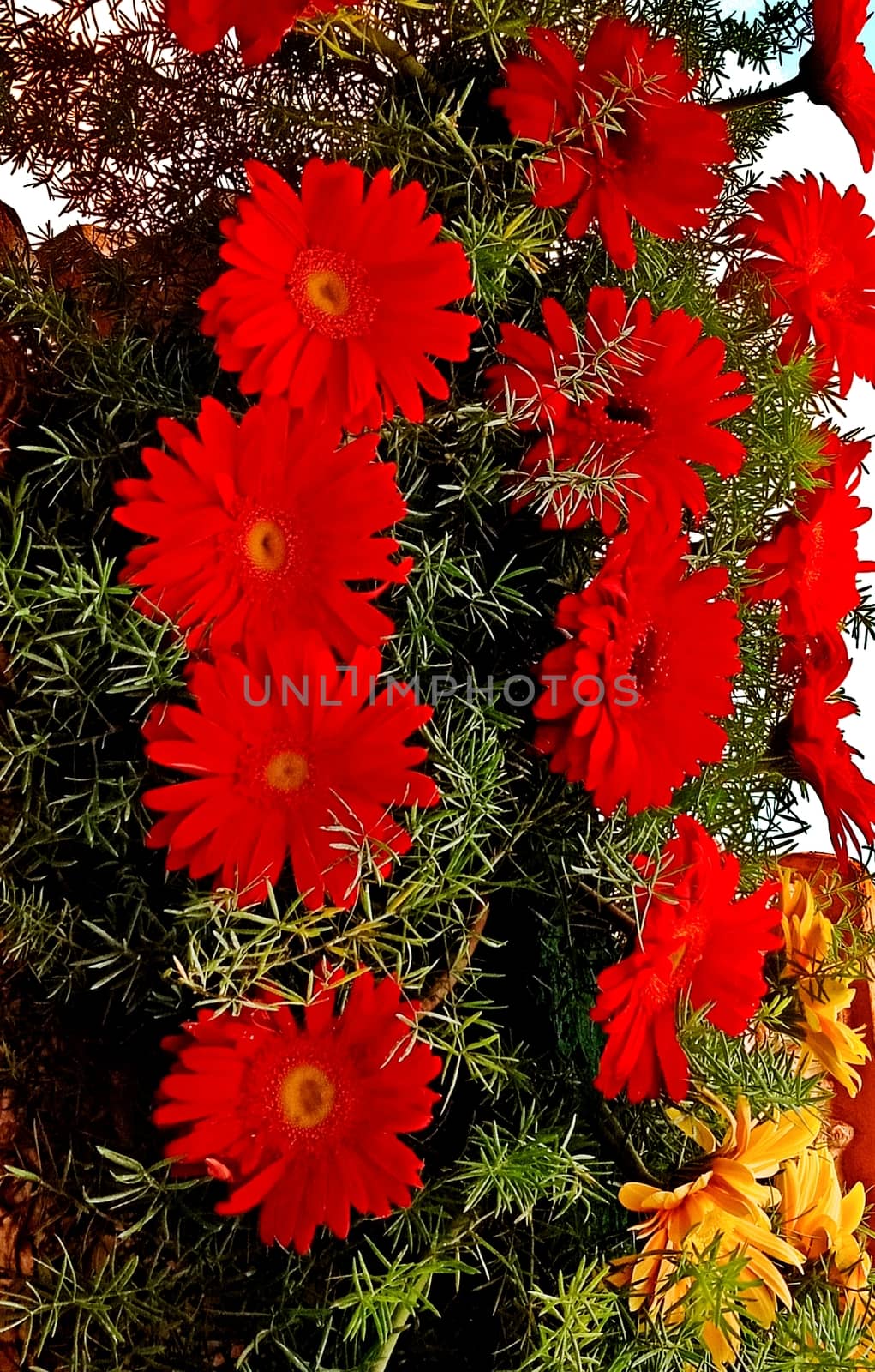Bunch of beautiful flowers by ravindrabhu165165@gmail.com