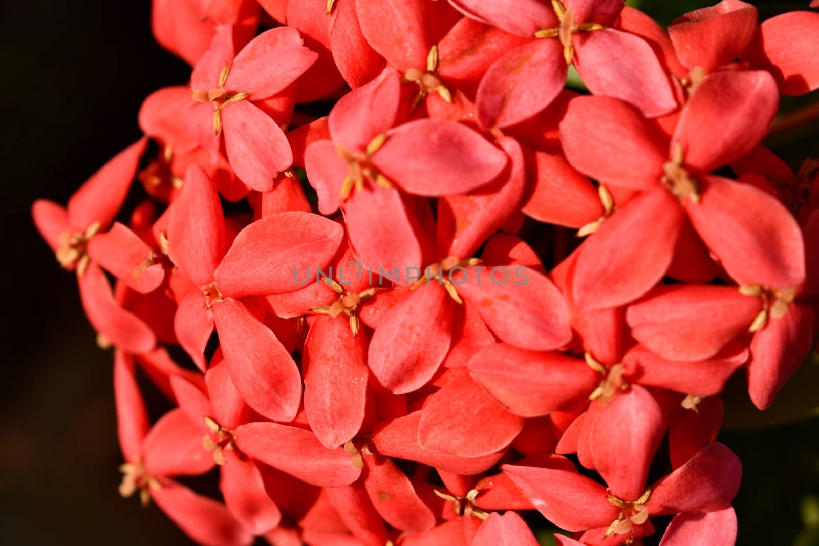 Flower bloomed in my garden by ravindrabhu165165@gmail.com