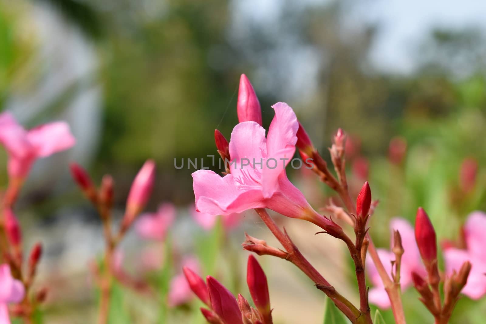 Flower bloomed in my garden by ravindrabhu165165@gmail.com