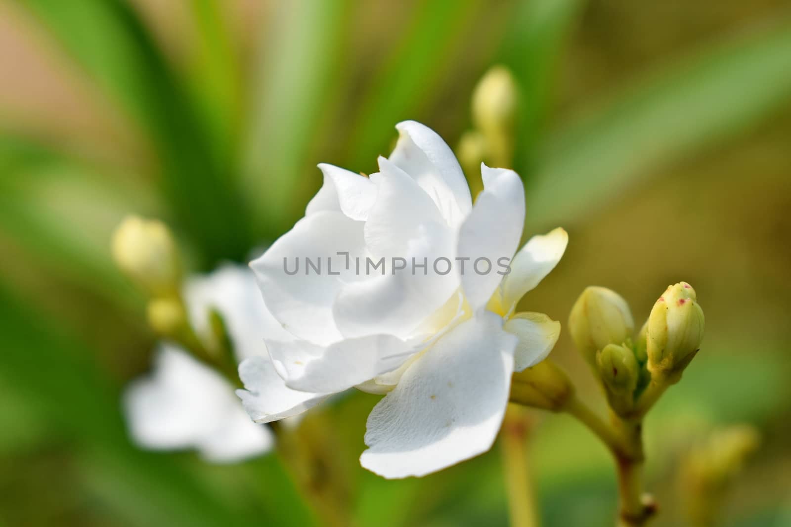 Flower bloomed in my garden by ravindrabhu165165@gmail.com