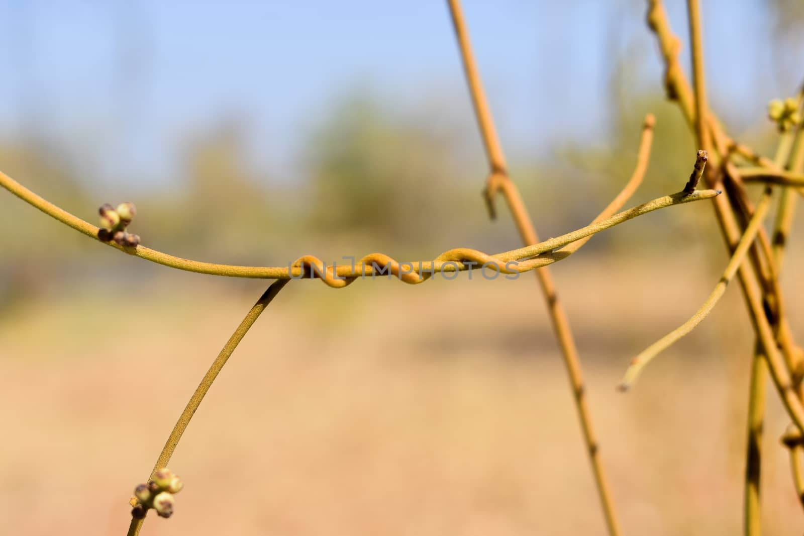 Snap of creeper bonded to each other