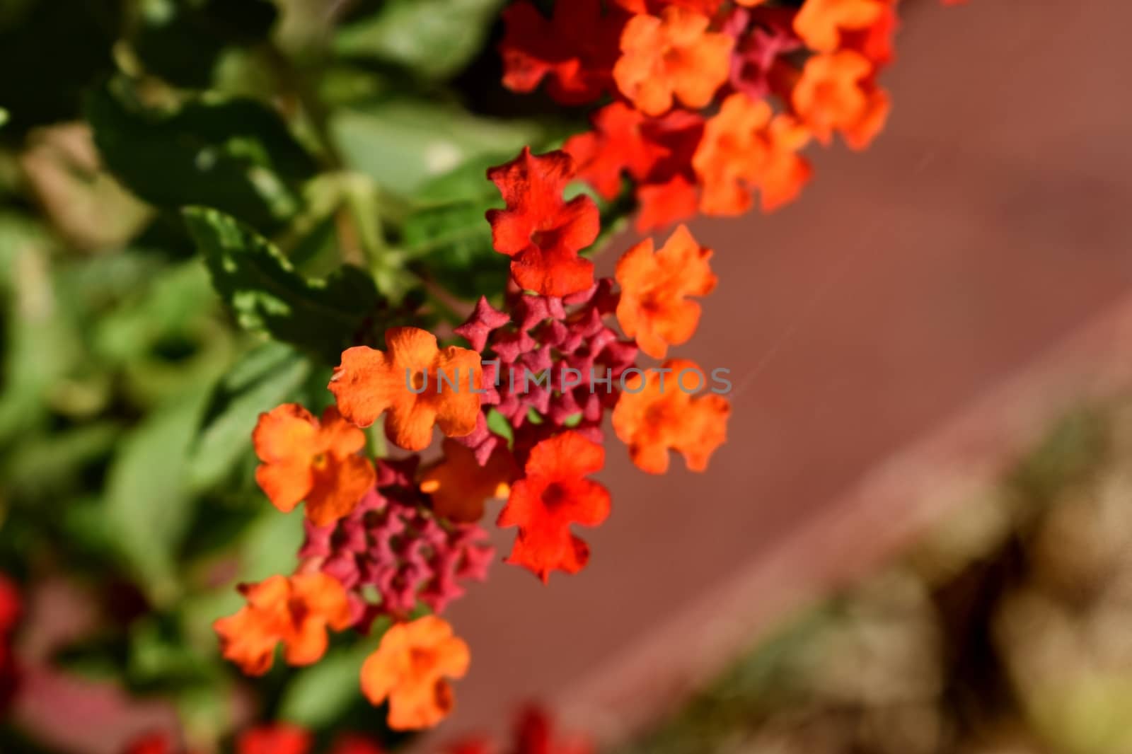 Flower bloomed in my garden by ravindrabhu165165@gmail.com