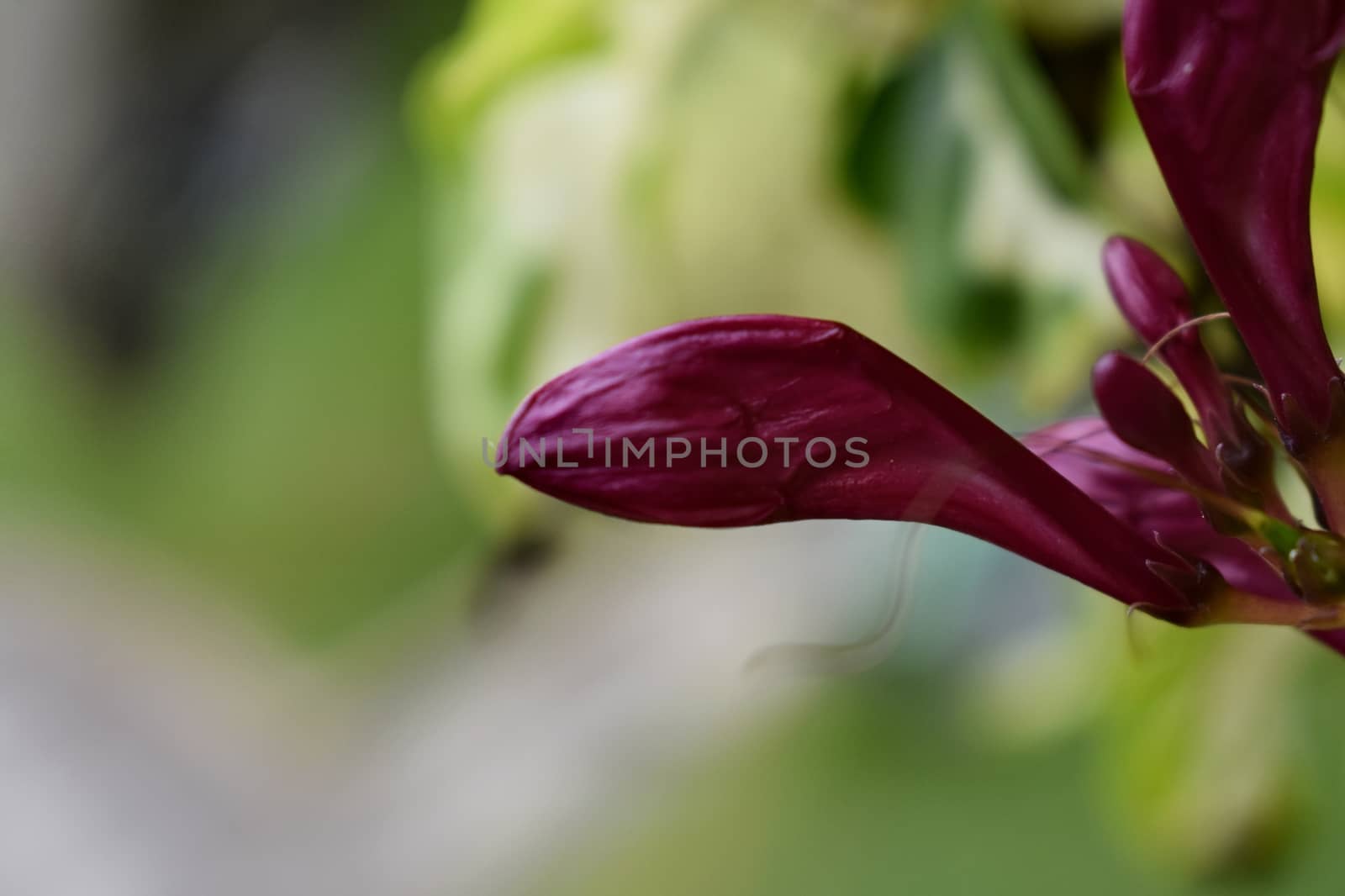 Flower bloomed in my garden