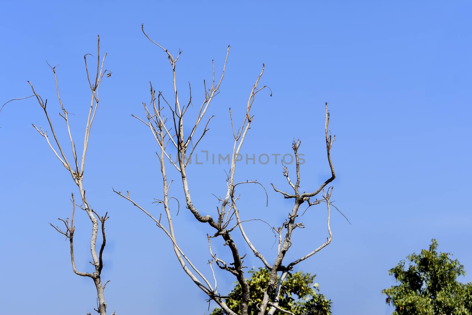 Branch of tree with background of clean sky