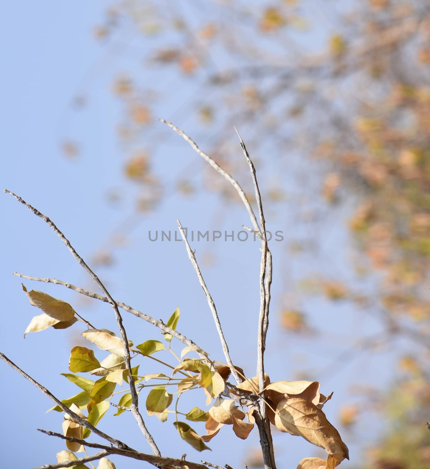 Branch of tree with background of clean sky