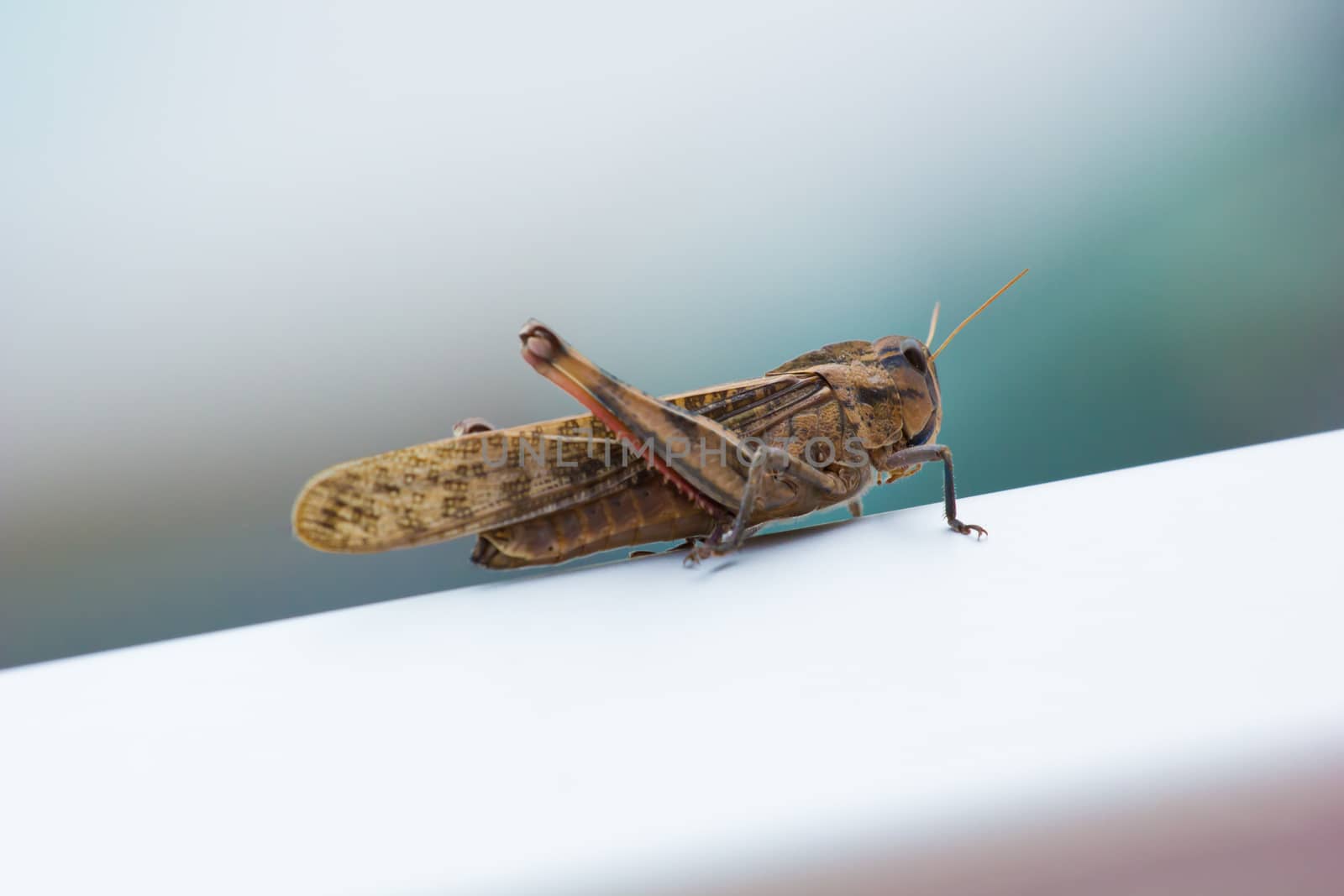 Nice macro shot of grasshopper with defocused background