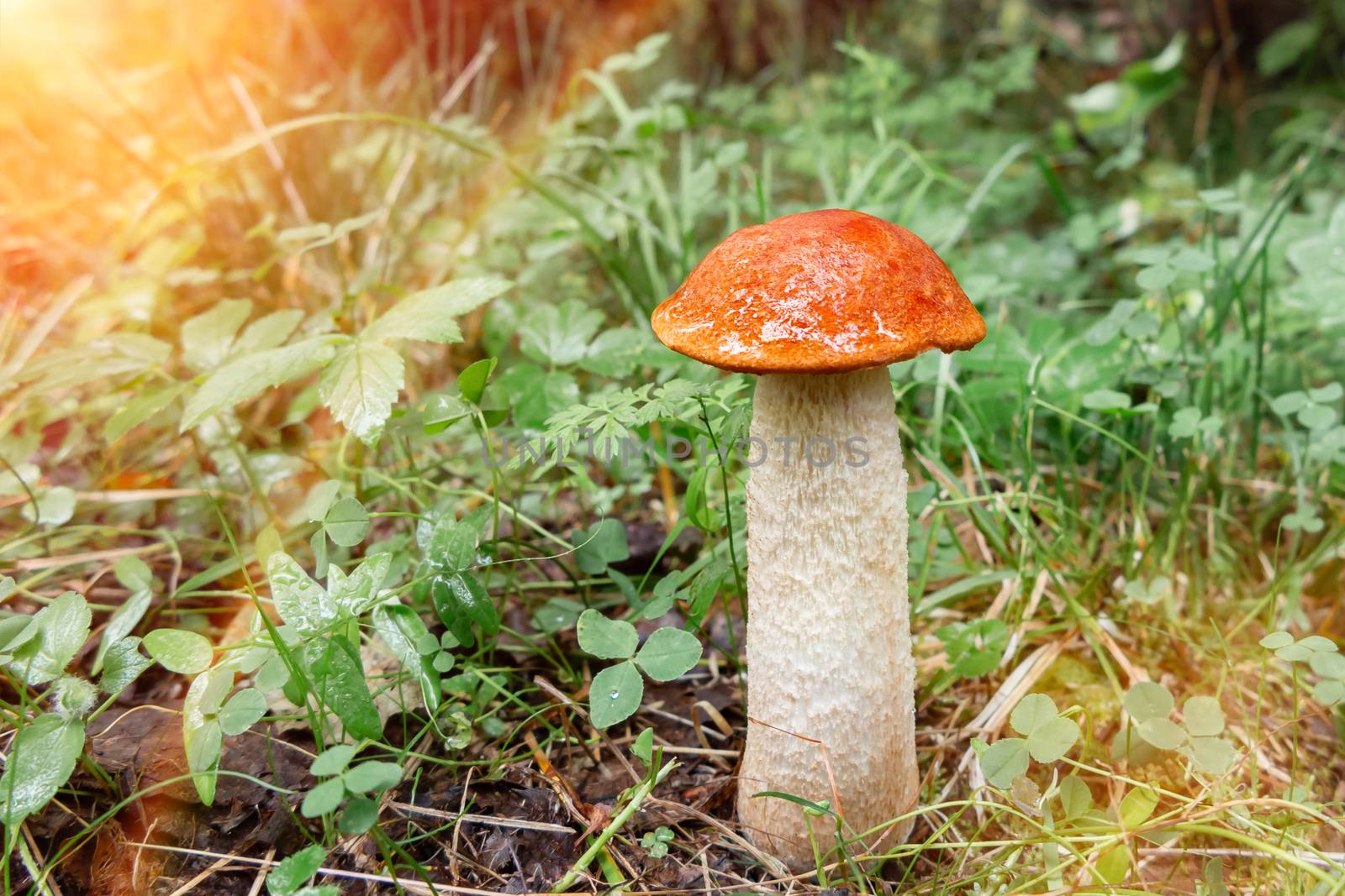 beautiful little mushroom Leccinum known as a Orange birch bolete, grows in a forest at sunrise- image.