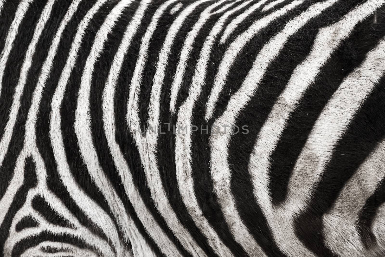 Photo of the Zebra Skin Fur Texture Background filled frame