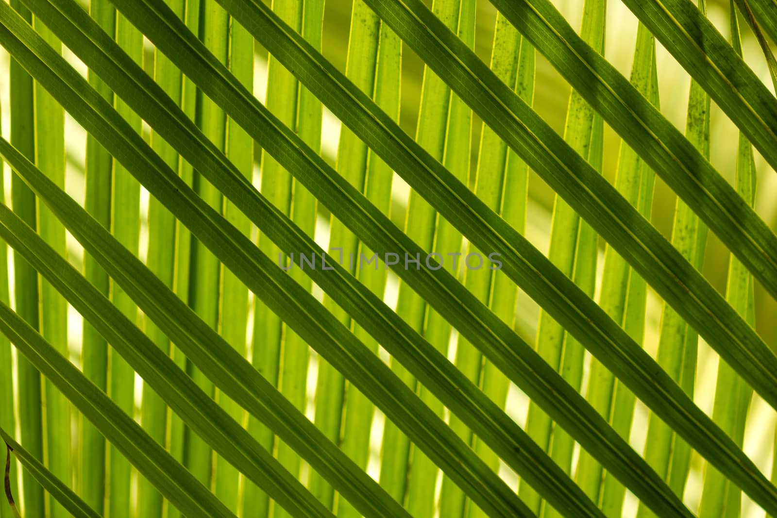 beautiful palm leaves of tree in sunlight