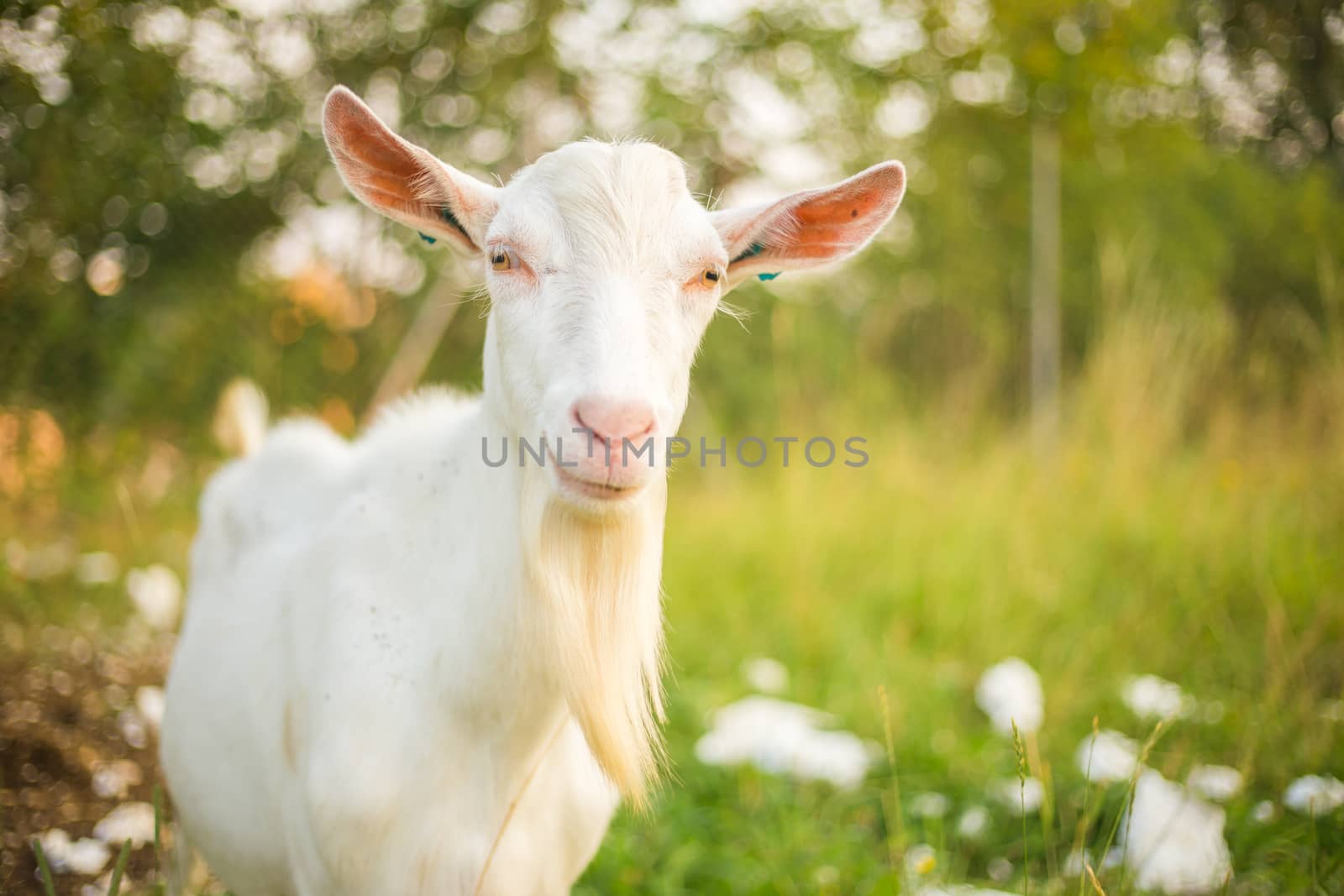 Beautiful, cute, young white goat with beard. Farm animal on a green grass background.