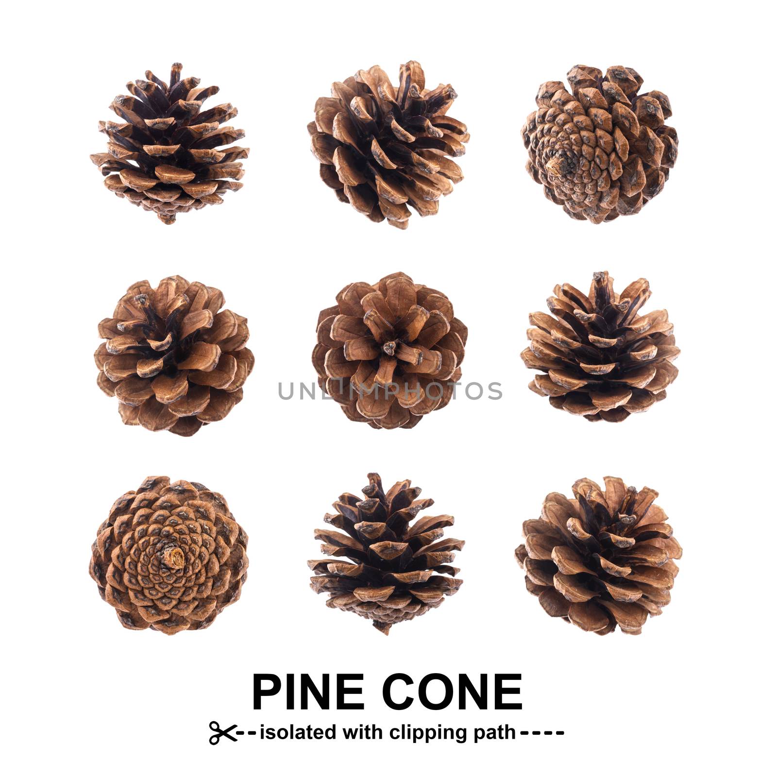 Pinecones. Fir cones isolated on white background with clipping path by xamtiw