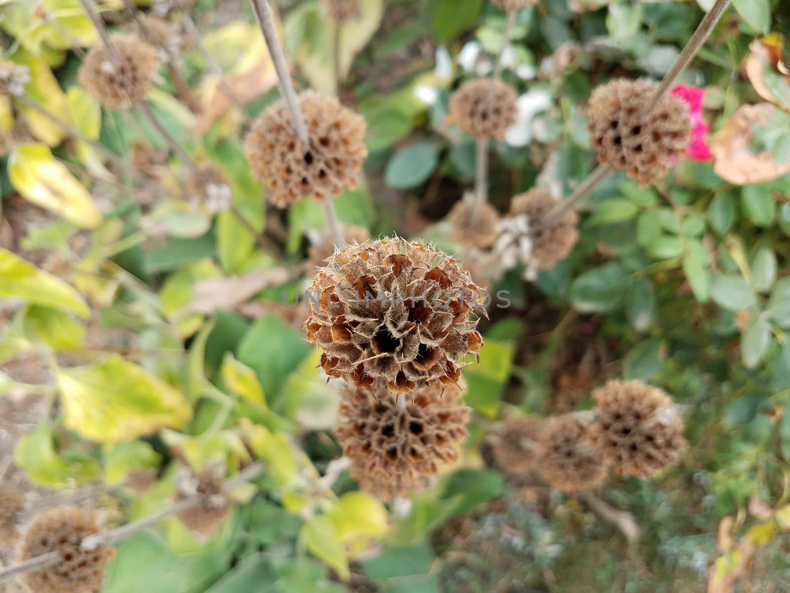 dry or dried brown flower on plant with green leaves