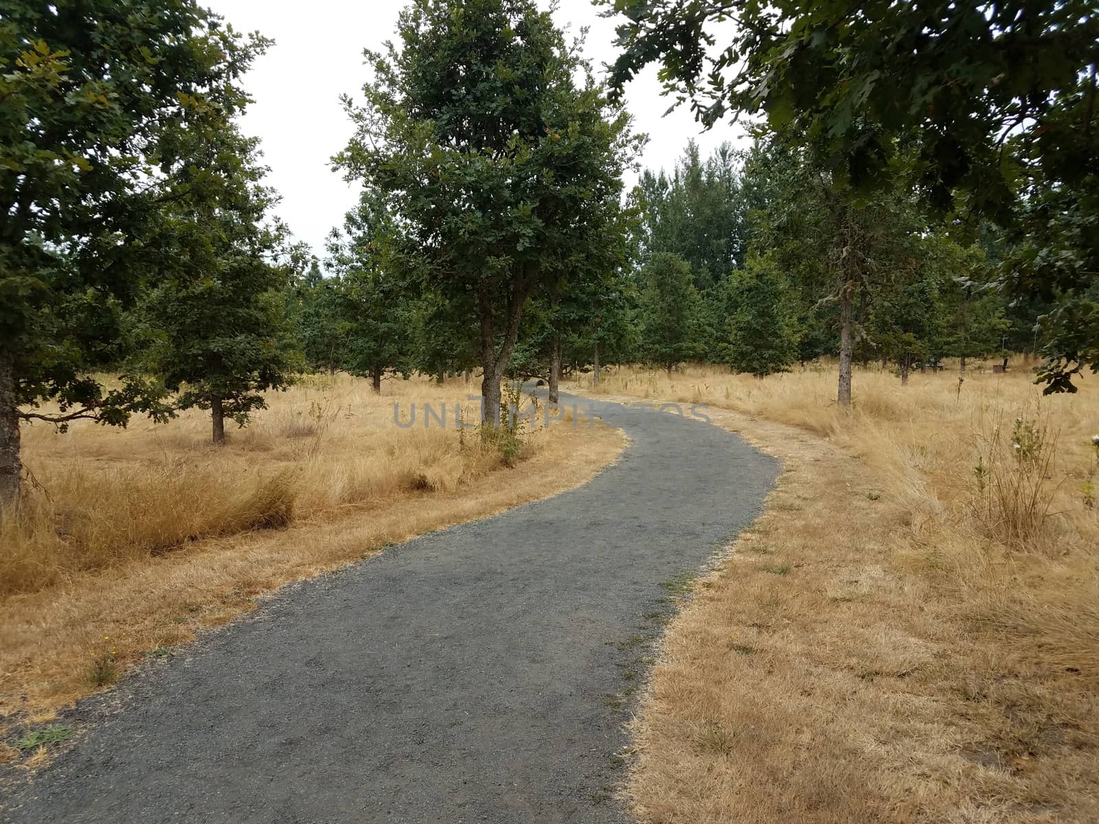 grey gravel trail and brown grasses and trees by stockphotofan1