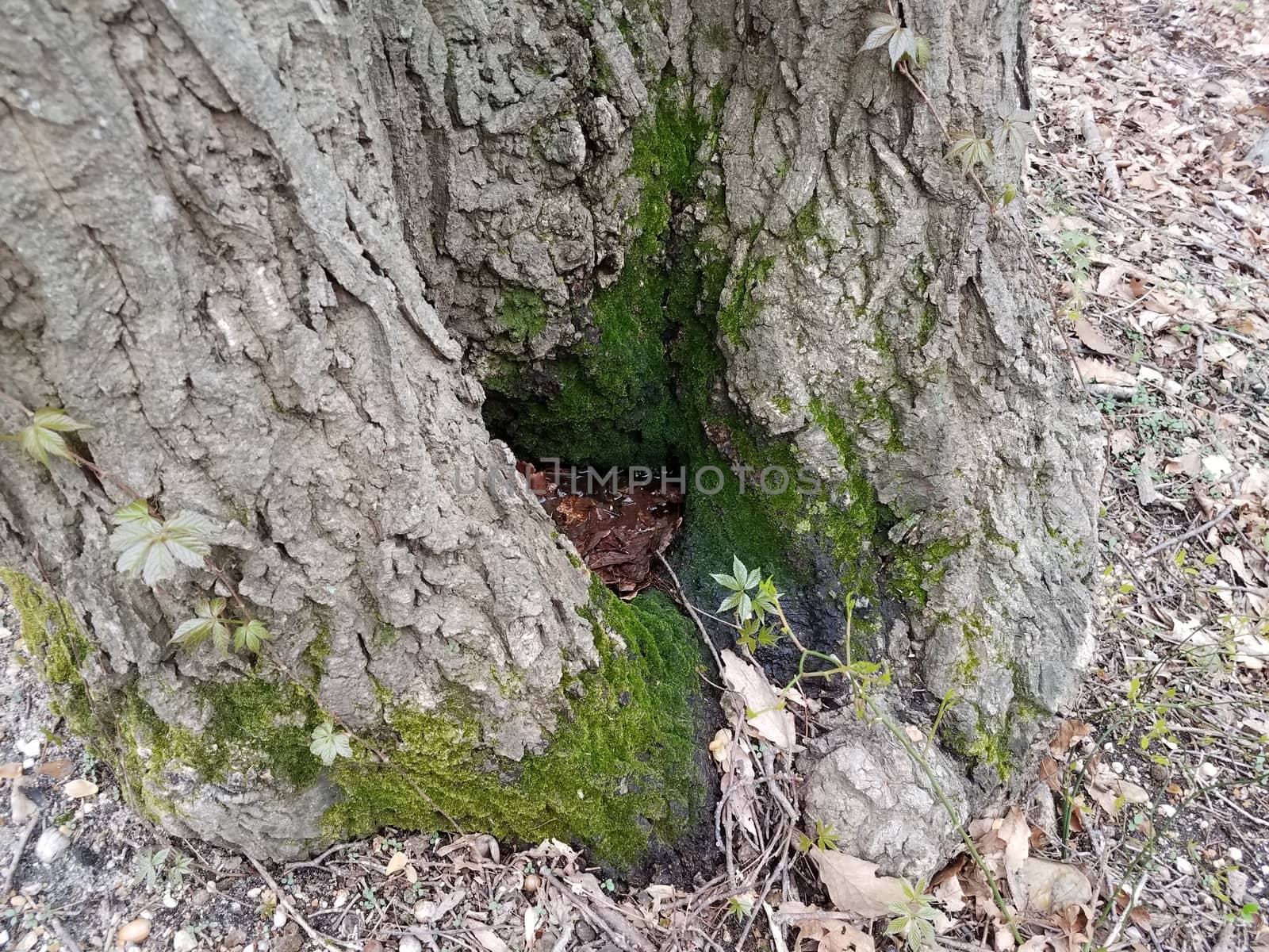 green soft moss at base of tree trunk outdoor with water by stockphotofan1