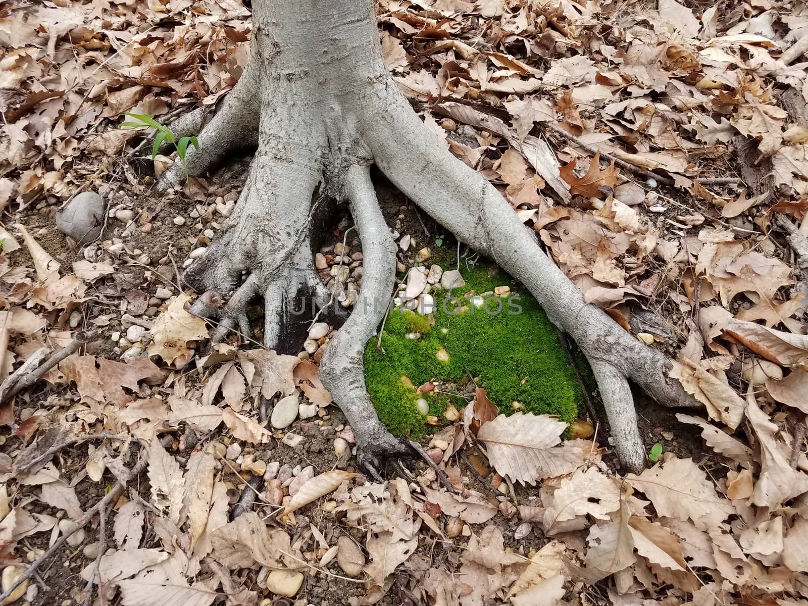 soft green moss at base of tree trunk outdoor with roots and brown leaves