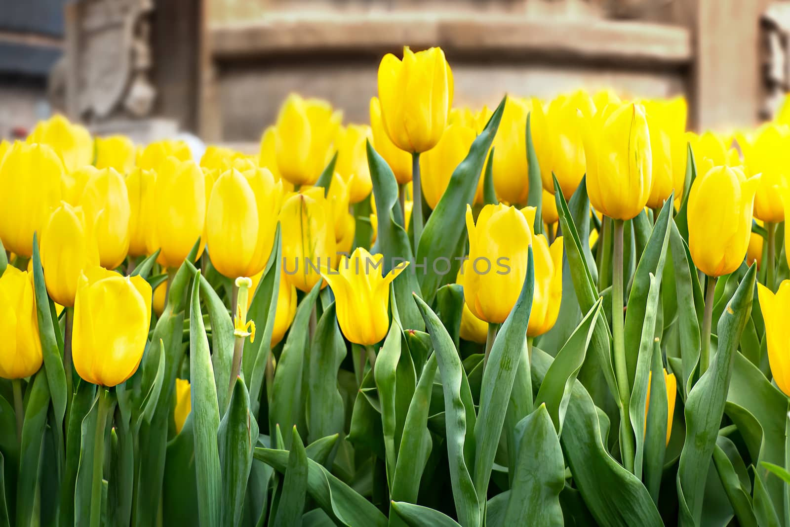  yellow tulips flower by rakratchada