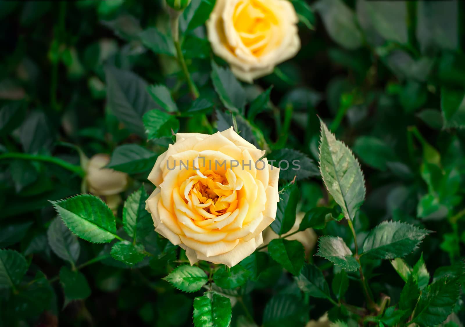 Yellow rose flower with green leaves in the garden