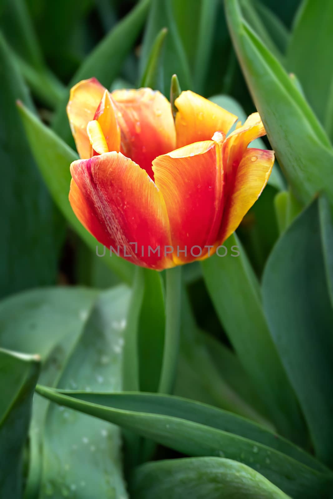 Beautiful orange tulips flower with green leaves grown in garden