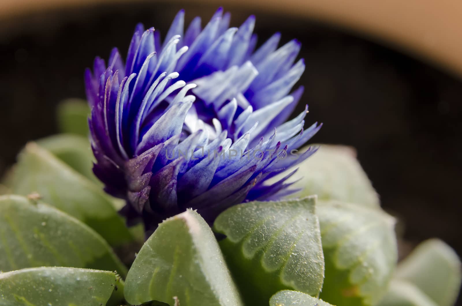 Macro photography of a cactus in full bloom purple flower of cactus