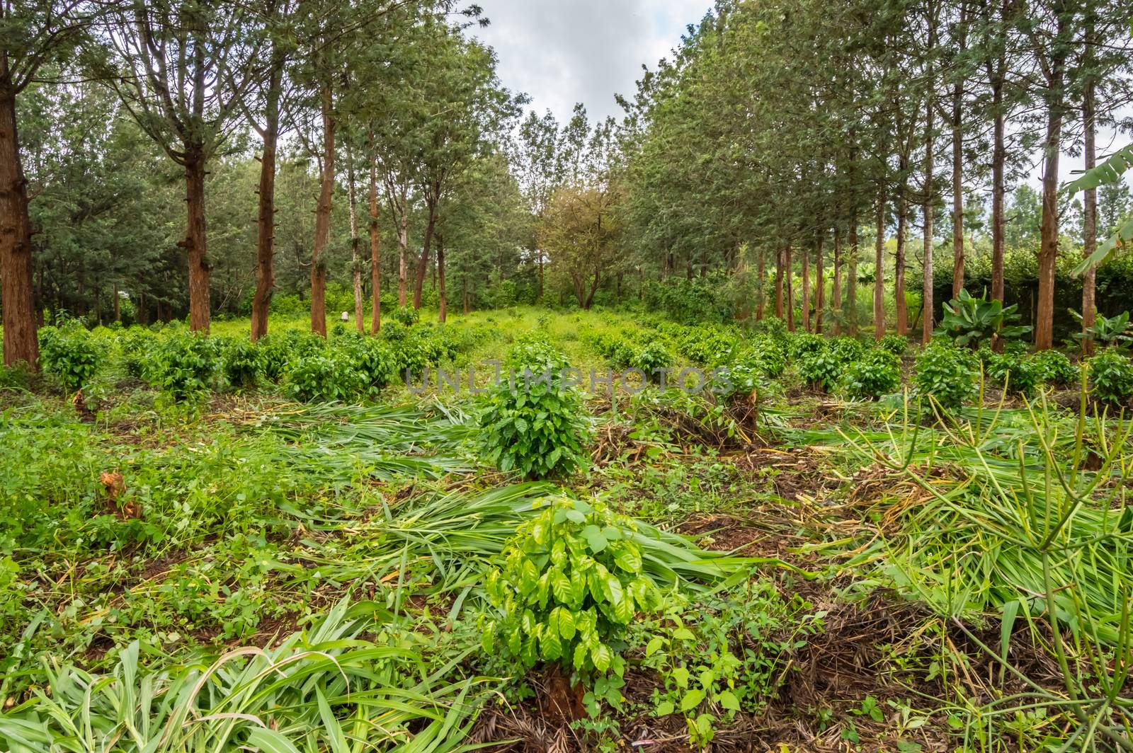 Young coffee plantations between rows of Thika  by Philou1000