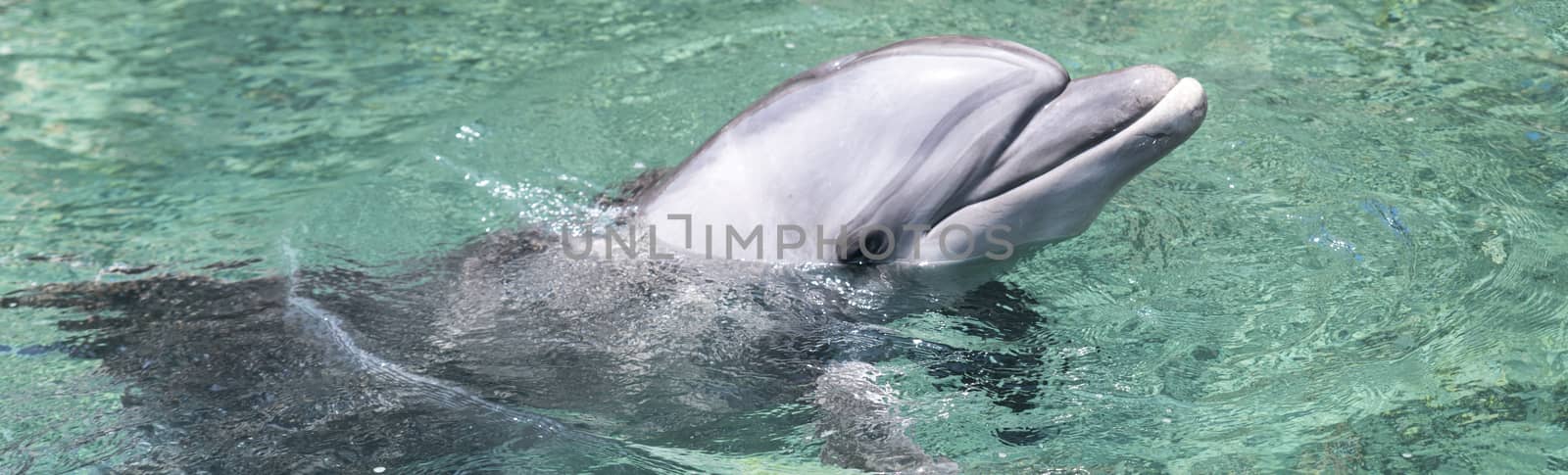 Dolphin swimming in the in red sea of Israel near the city off Eilat