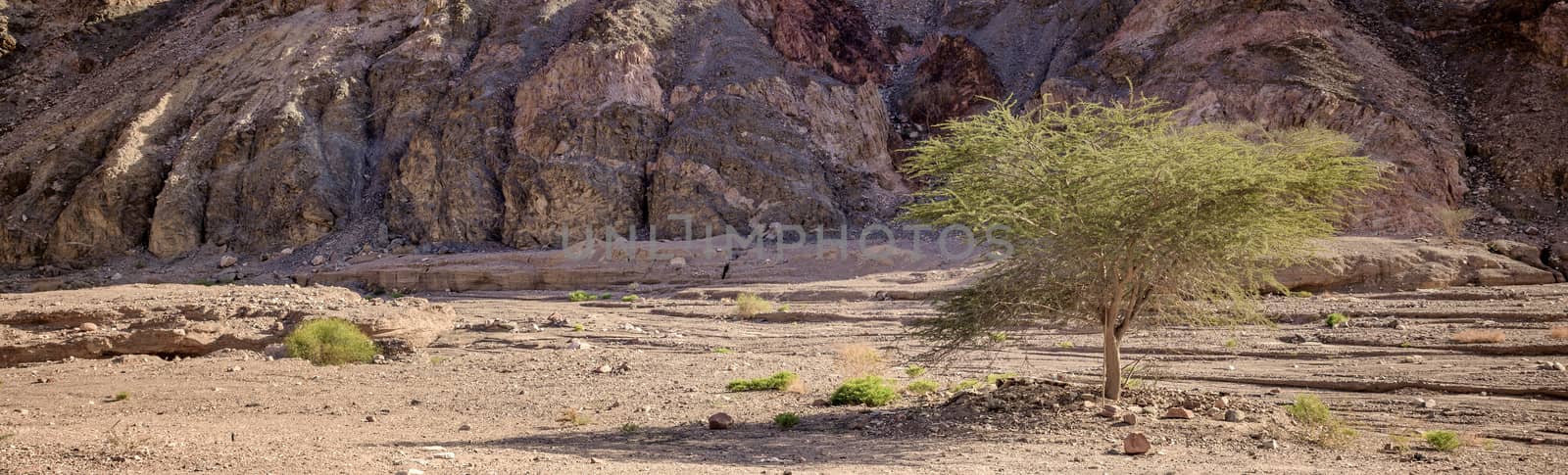 panorama of single green tree in the desert of south israel ner the red canion