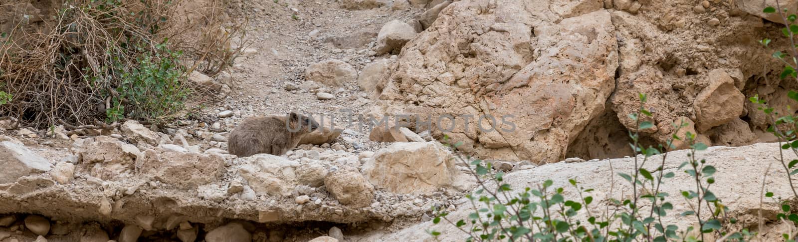 Rock hyrax ,Procavia capensis, sunning itself at Ein Gedi National Park, Israel.