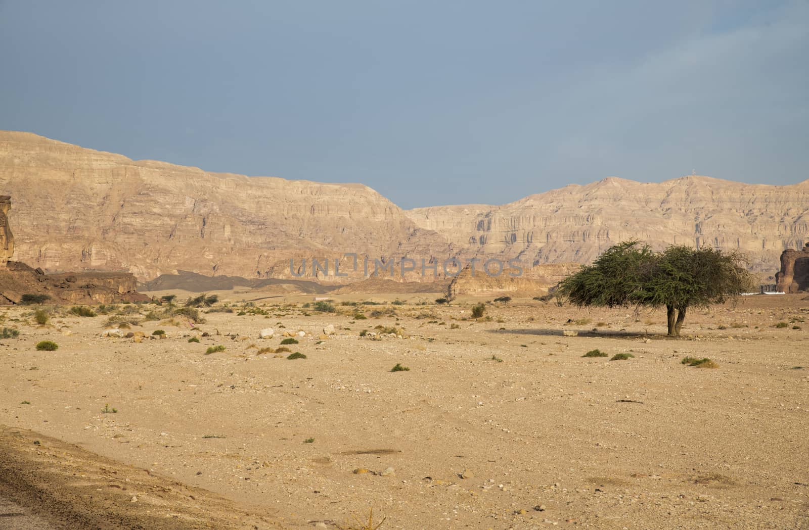 green treein the timna national park with rocks and sand in south israel