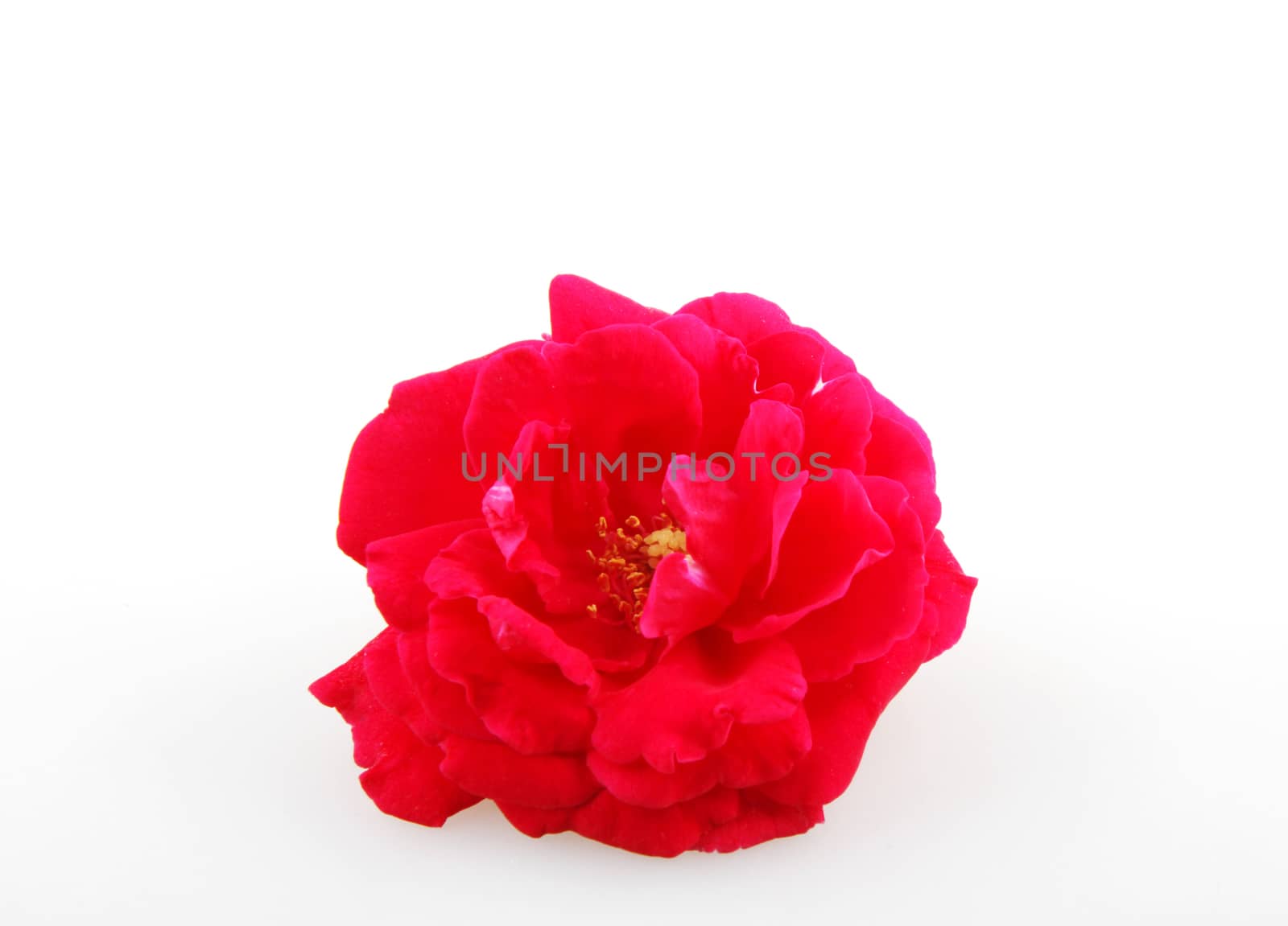 Blooming Red Rose Isolated On White Background 