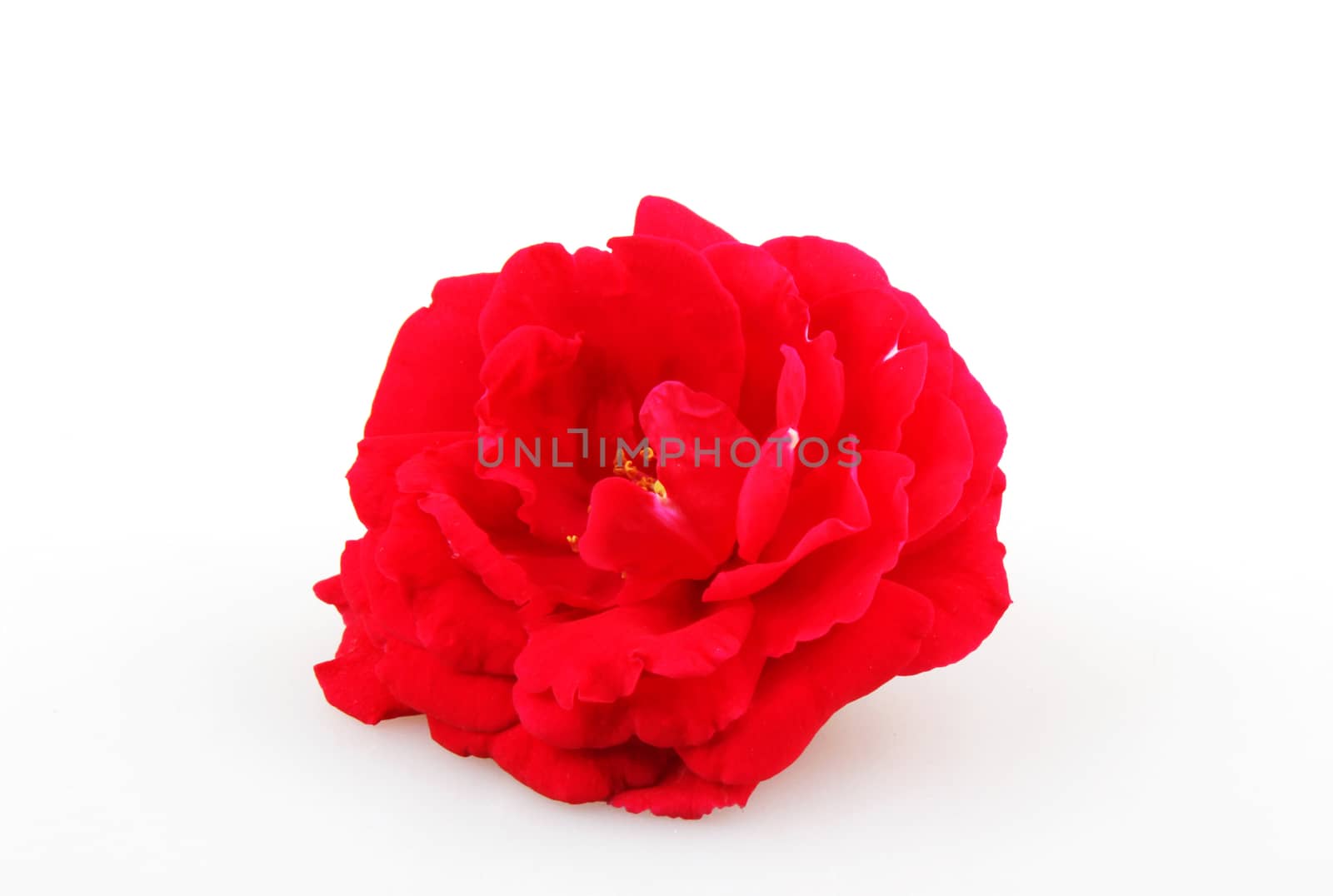 Blooming Red Rose Isolated On White Background  by nenovbrothers