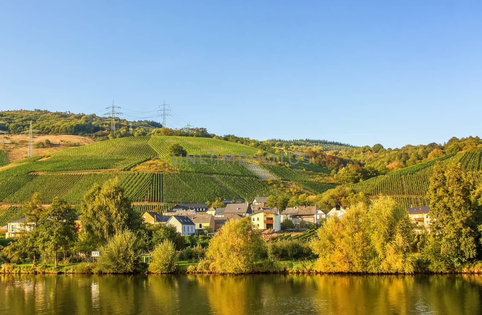 The vineyards along the river Moselle, Germany. Autumn