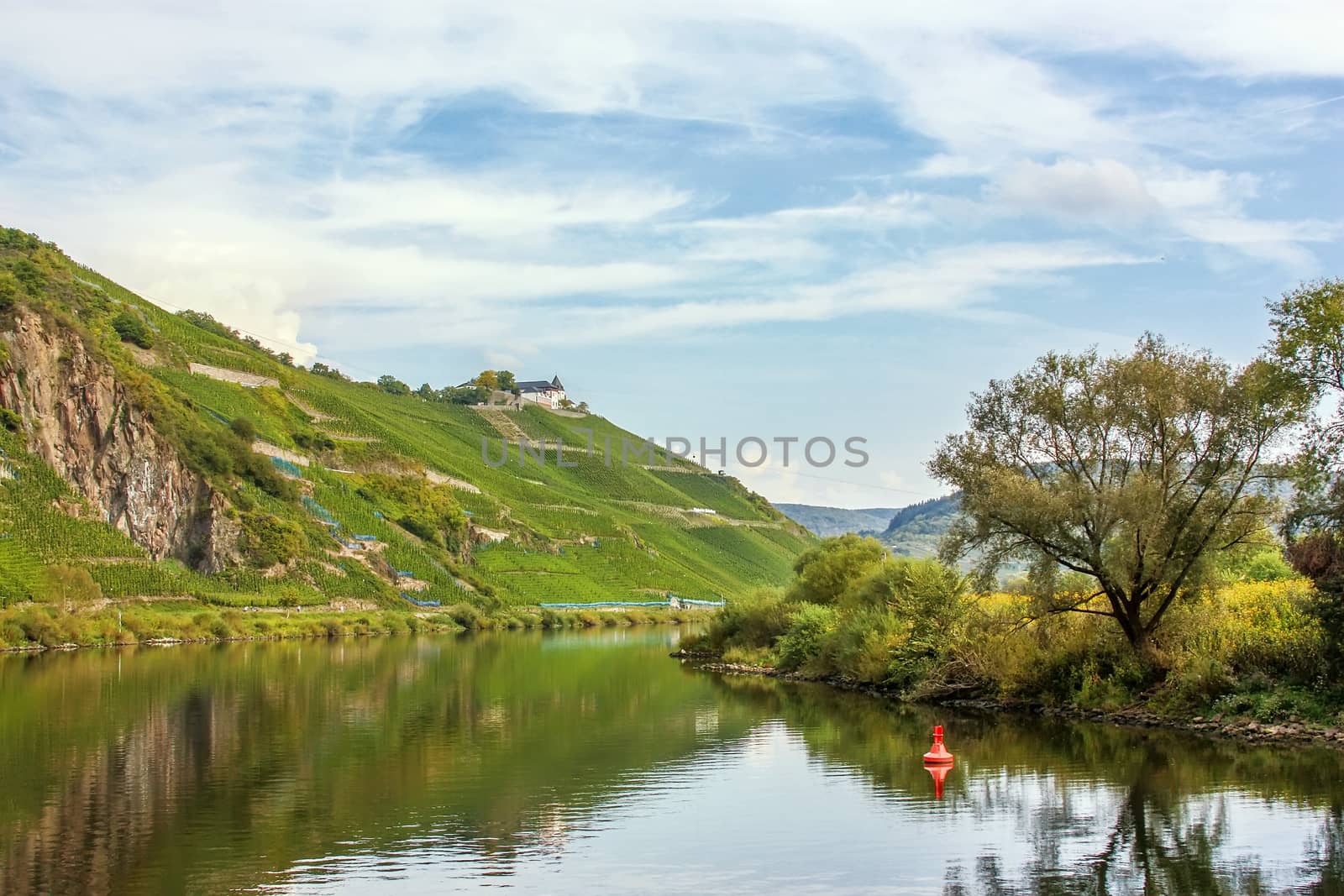 The vineyards along the river Moselle, Germany. Autumn