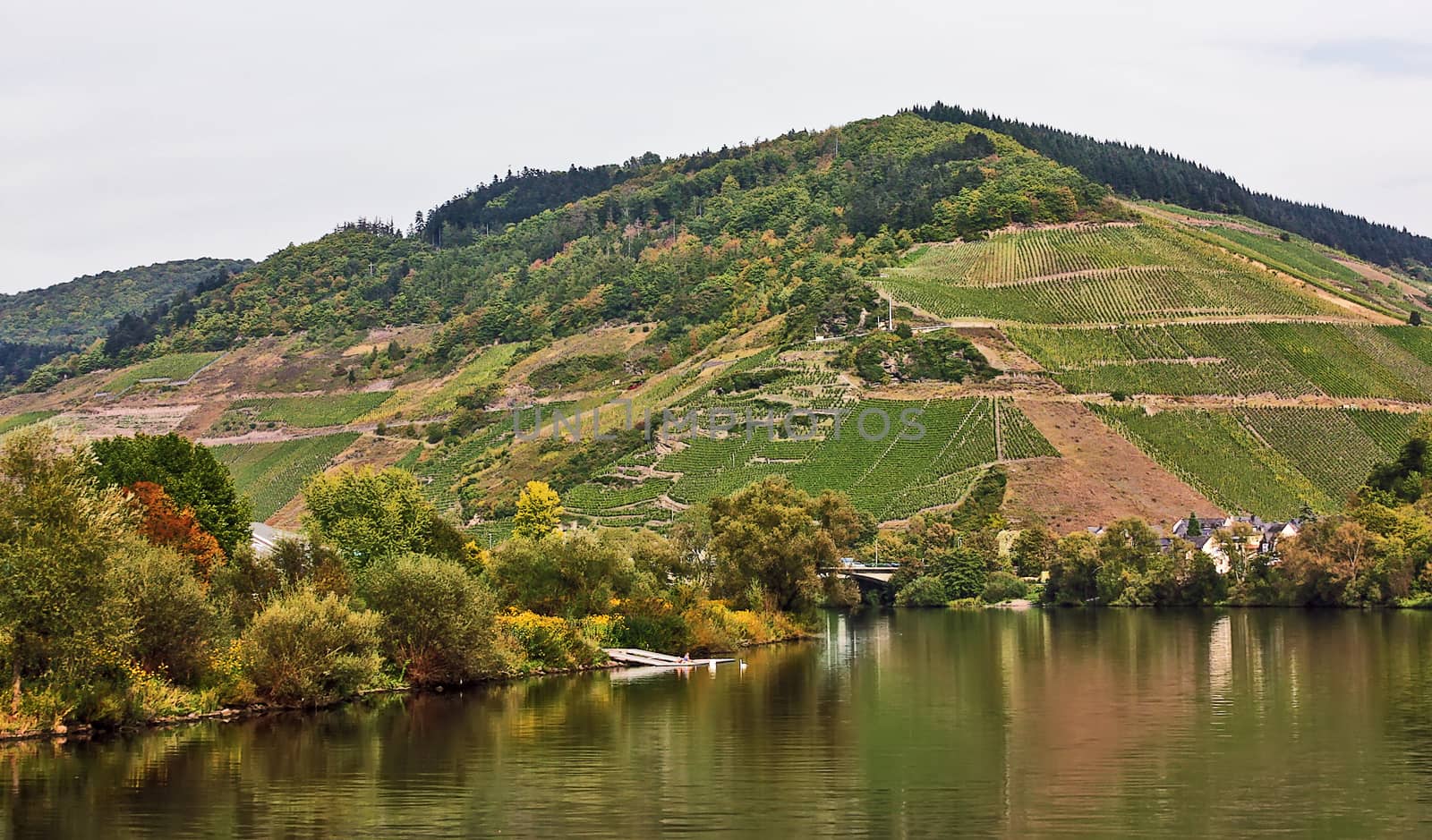 The vineyards along the river Moselle,Germany by borisb17