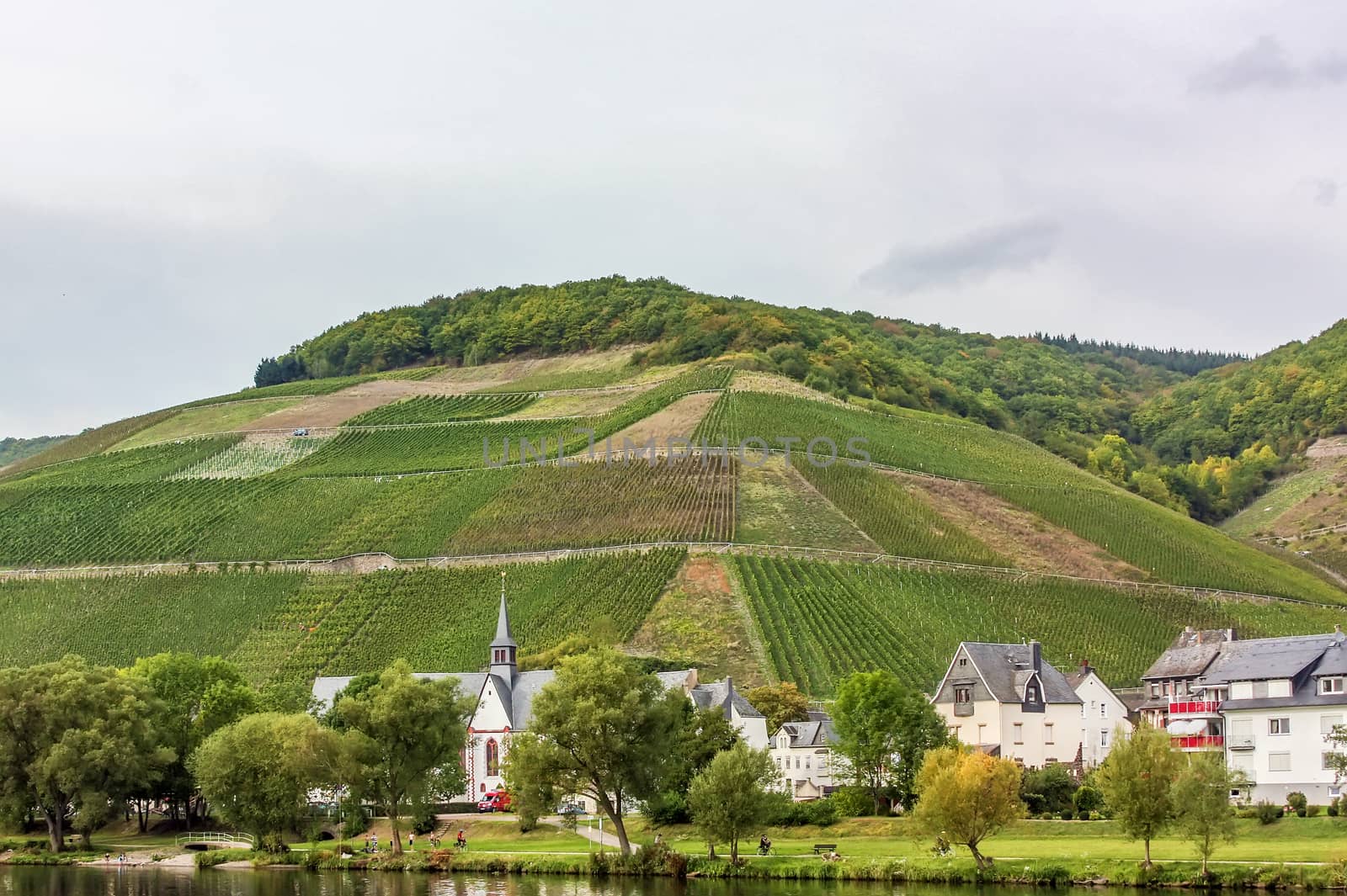 The banks of the Moselle river with vineyard and small town,Germany