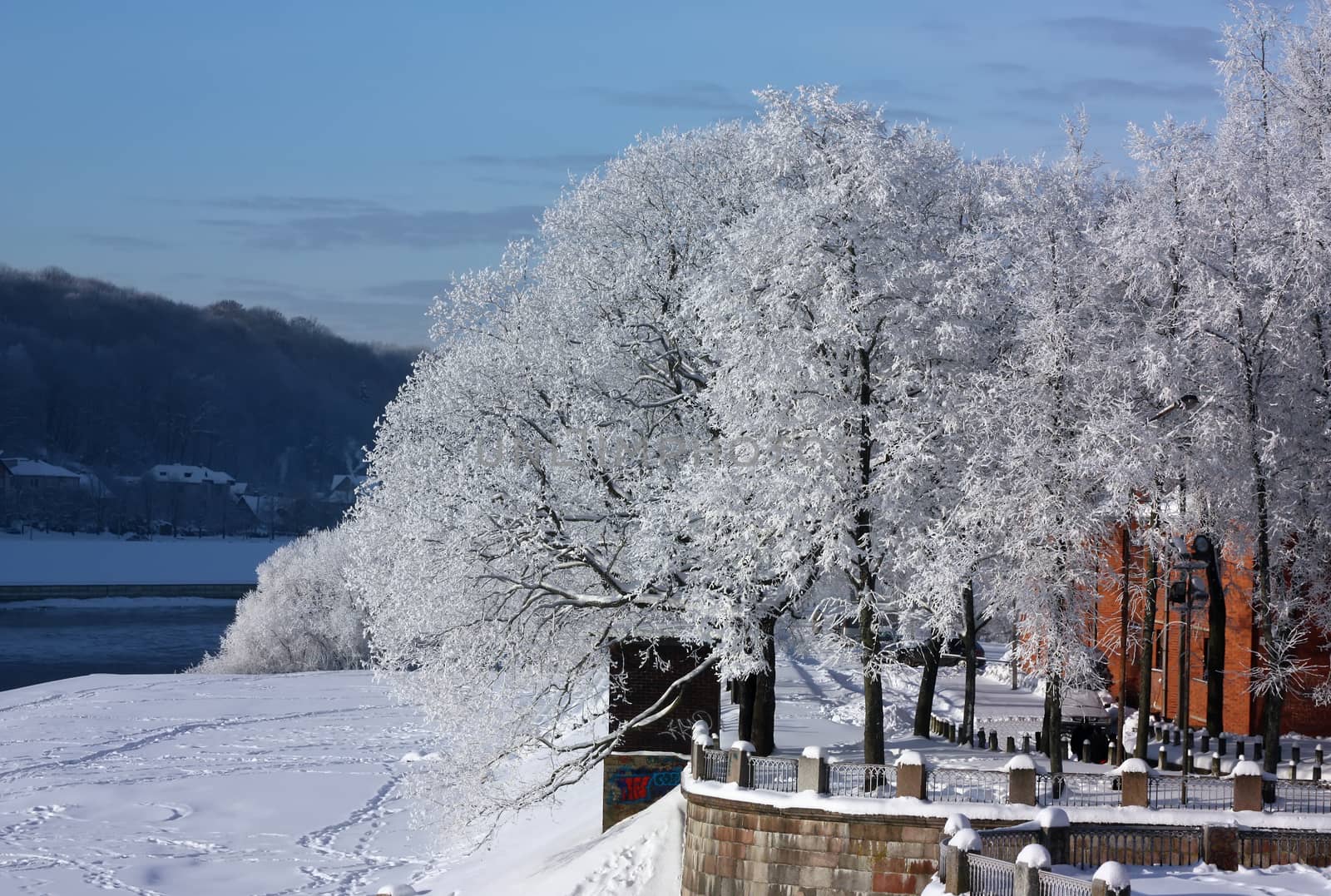 Winter trees on river bank in the city of Kaunas