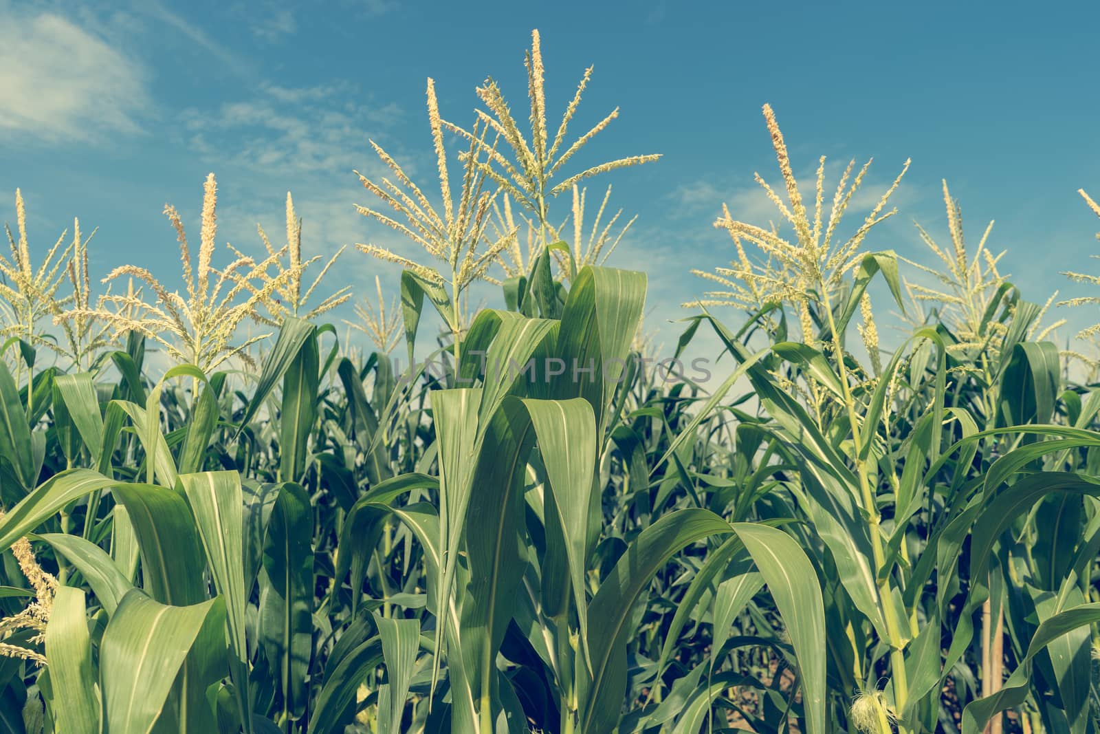 Corn field plantation in sunny day with blue sky, de-tone.