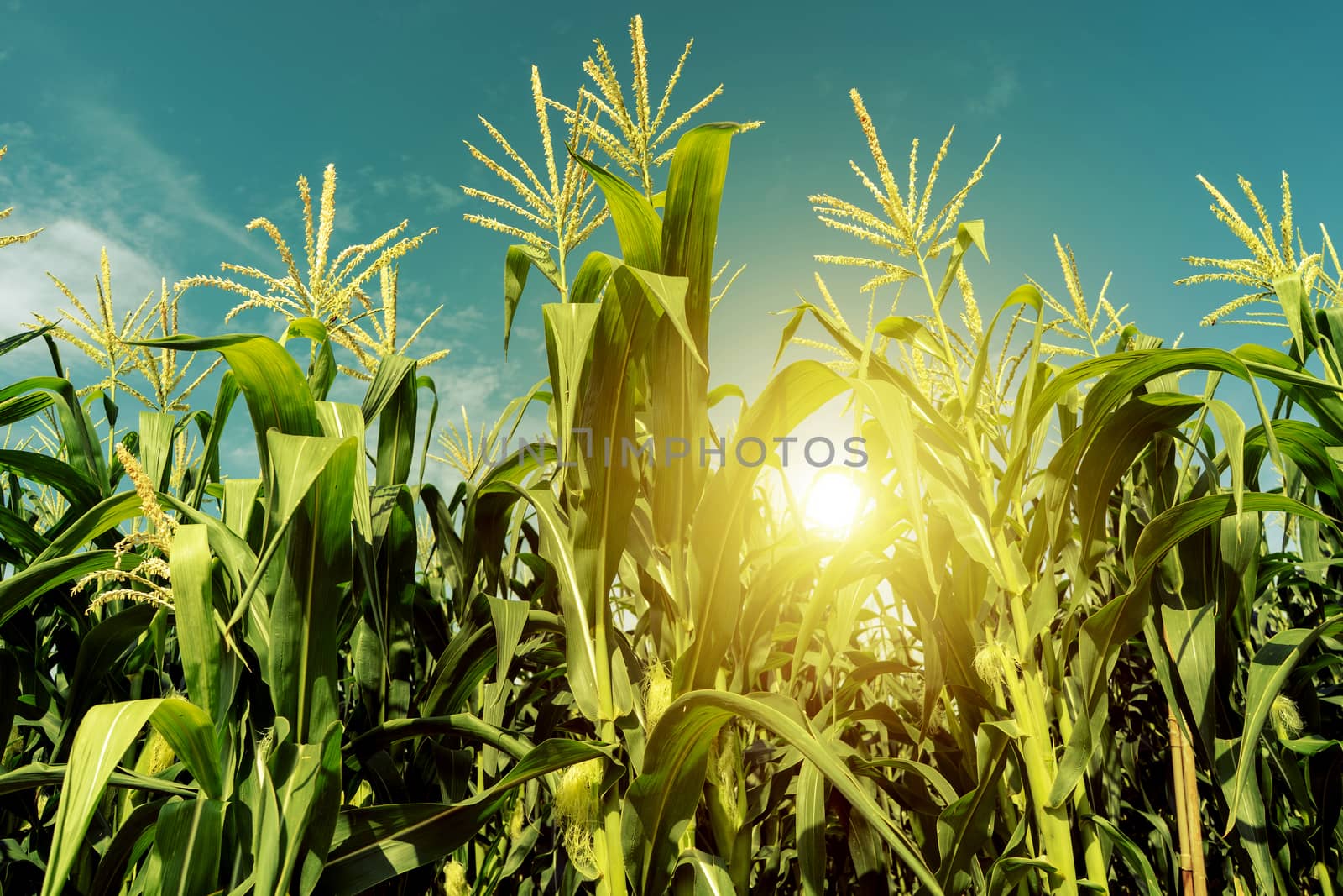 Corn field plantation in sunrise.