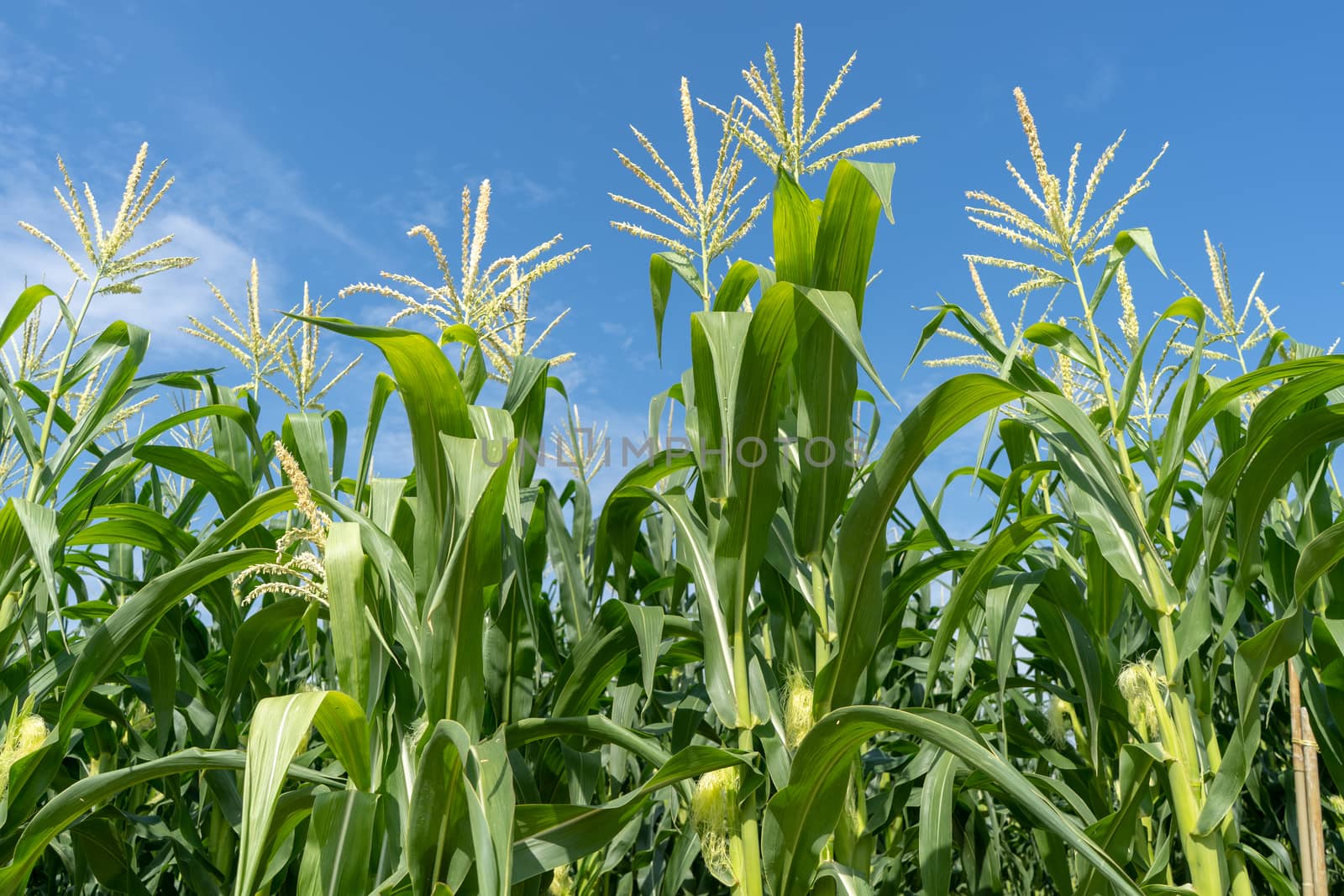 Corn field plantation  by szefei