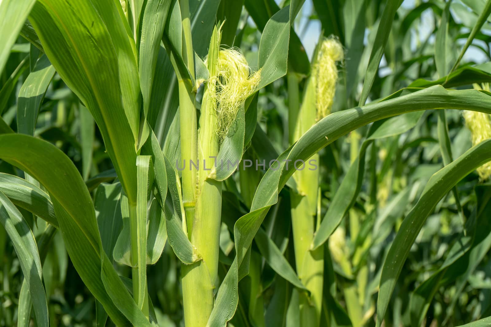 Corn field plantation  by szefei