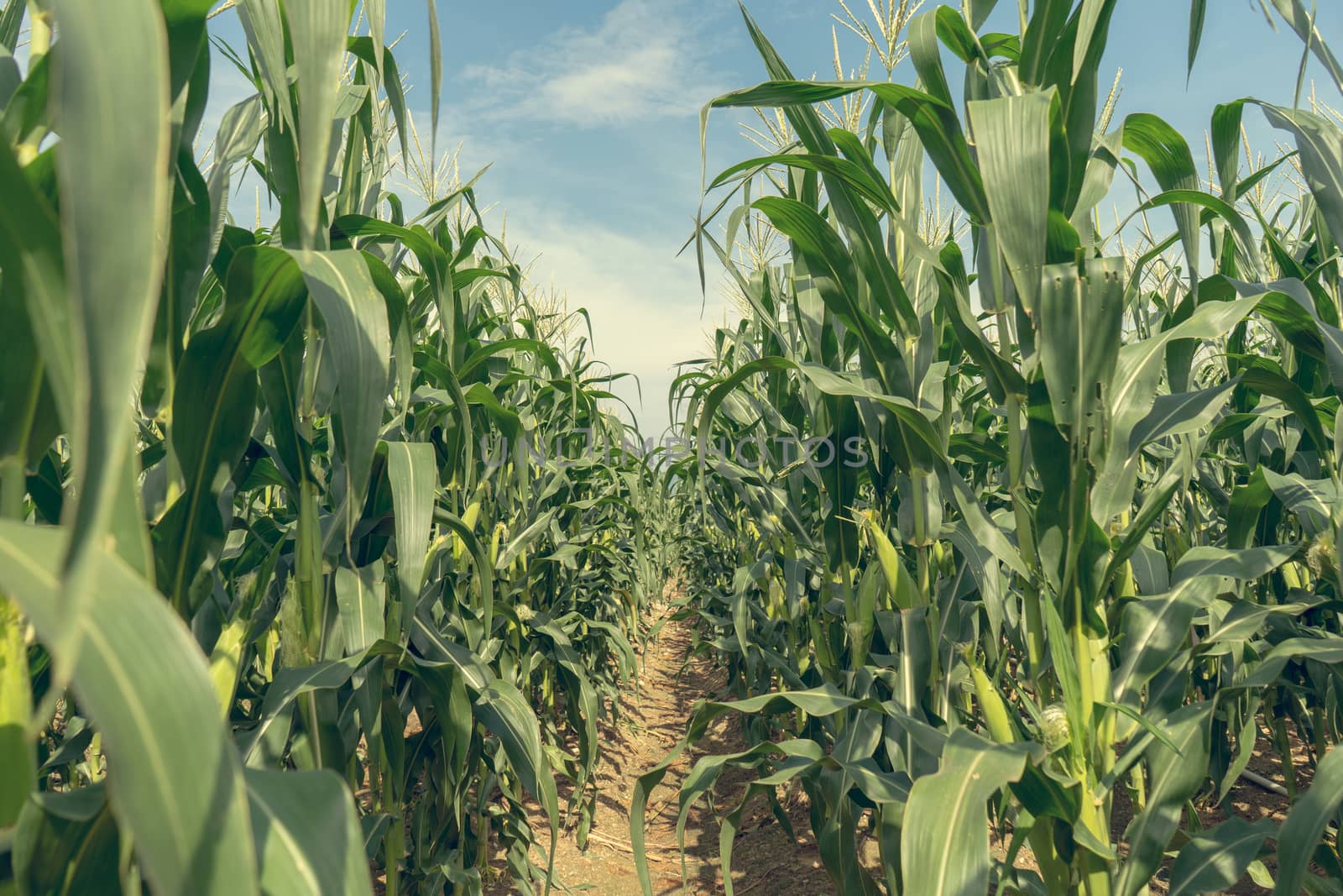 Corn field plantation  by szefei