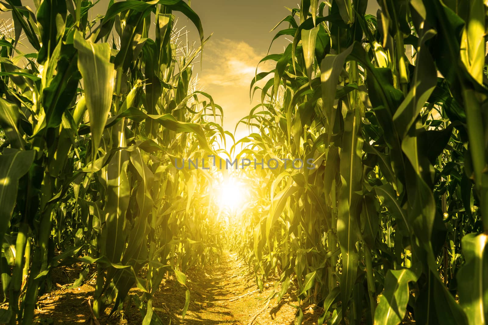Corn field plantation in sunrise.