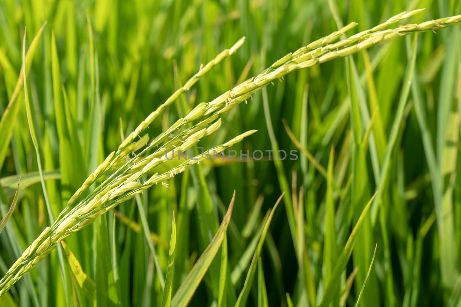 Paddy rice plant close up view.