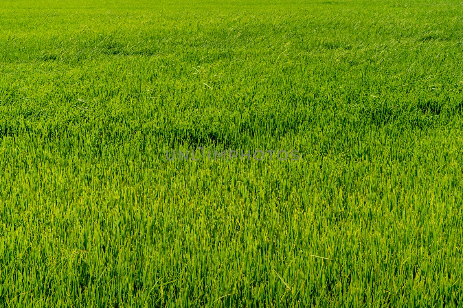 Paddy rice fields background.