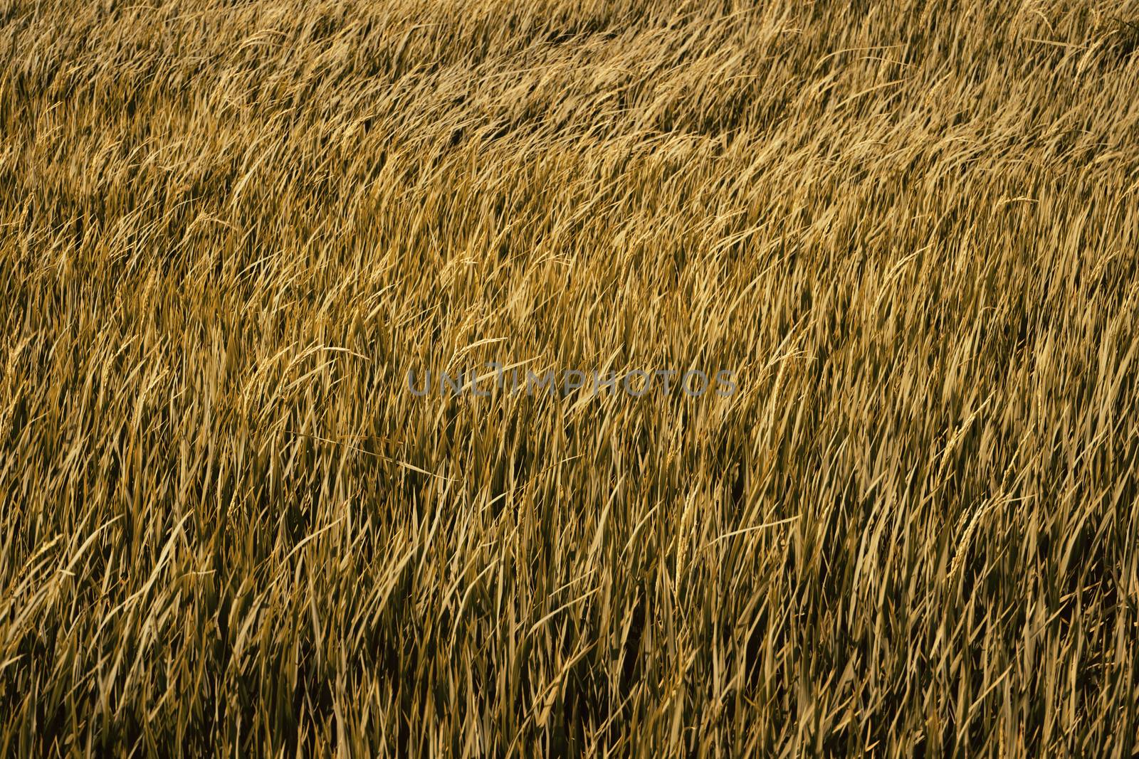 Golden paddy rice fields background.